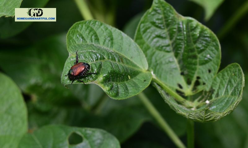 Impact of Garden Pests Flies on Plants and Vegetation