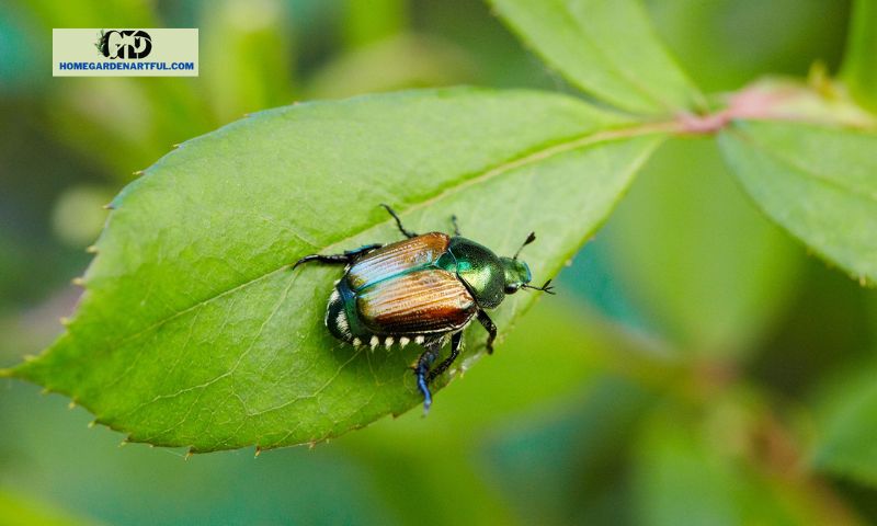 Identifying Garden Pests: Physical Characteristics and Damage