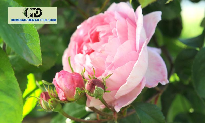 Understanding Rose Garden Pests