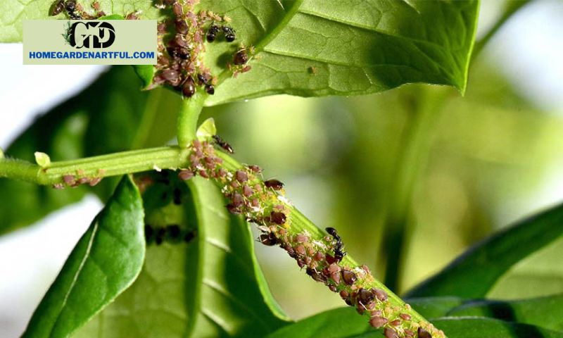 Understanding Plant Pests and Diseases