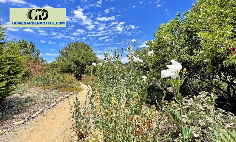 Native Plant Species Thriving in the Point Loma Native Plant Garden