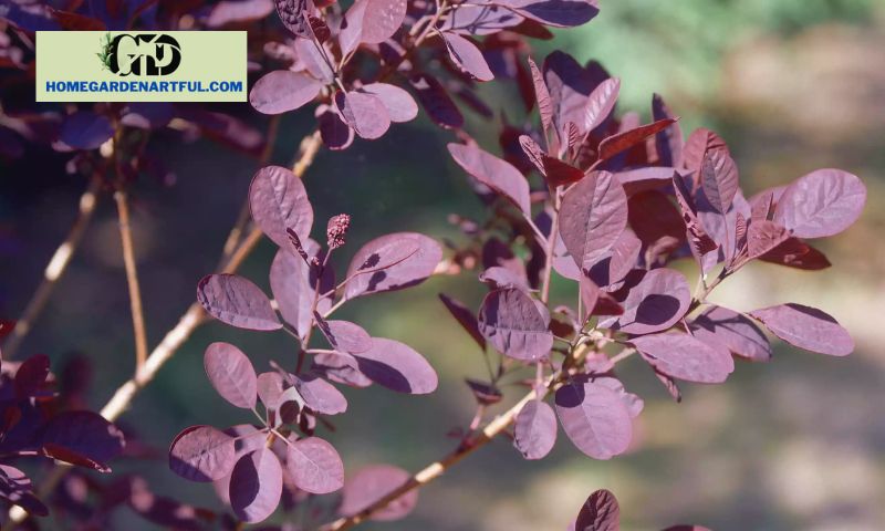 Choosing the Right Small Garden Tree with Purple Leaves