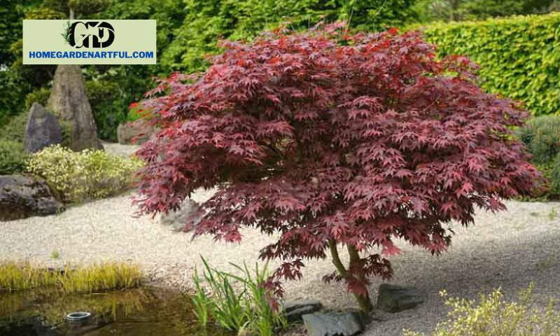 Planting and Care Tips for Small Garden Tree with Purple Leaves