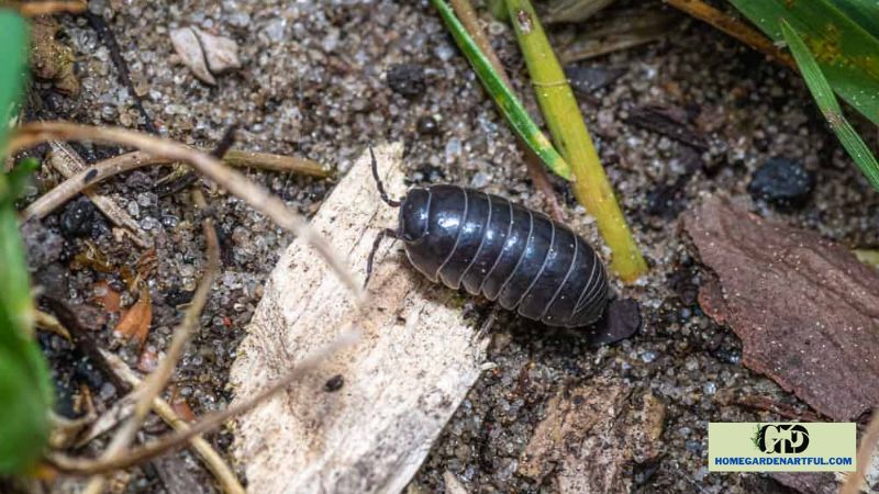 Understanding Pill Bug's Mouthparts