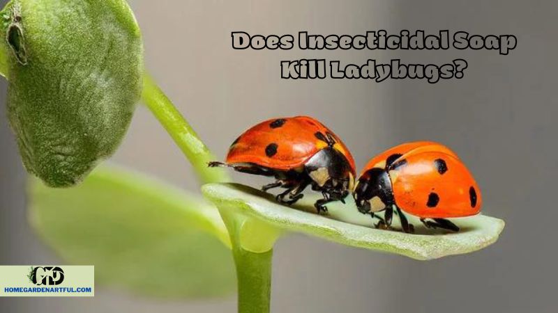 The Impact of Insecticidal Soap on Ladybugs