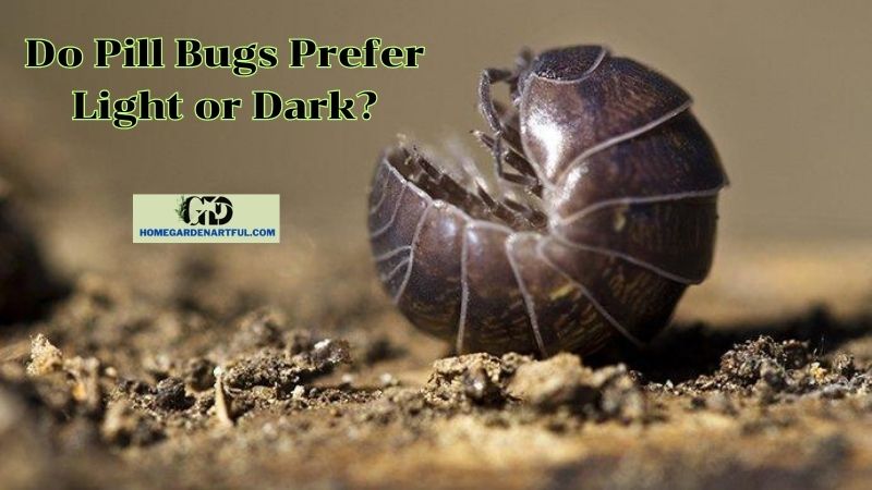 Experimental Studies on Pill Bug Preference