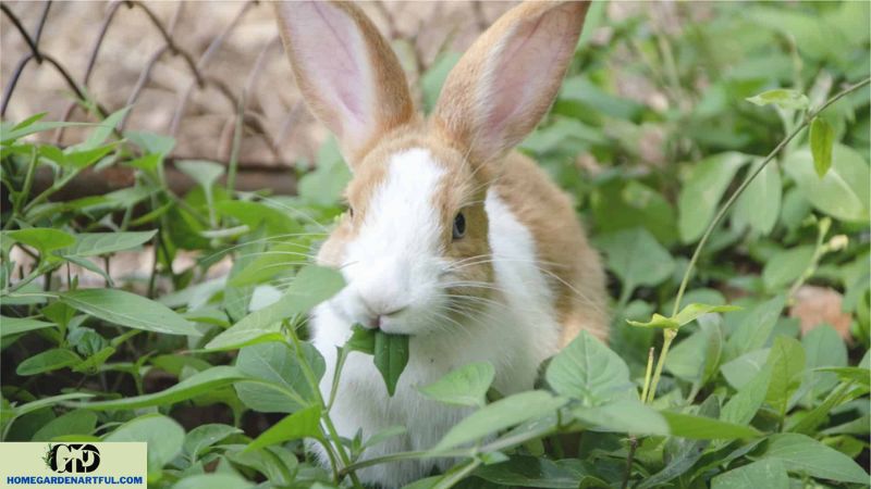 Additional Techniques for Rabbit Control