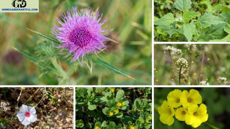 Understanding the Types of Weeds