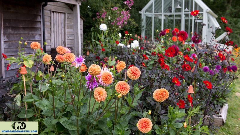 Maintaining and Caring for Your Front Yard Dahlia Garden