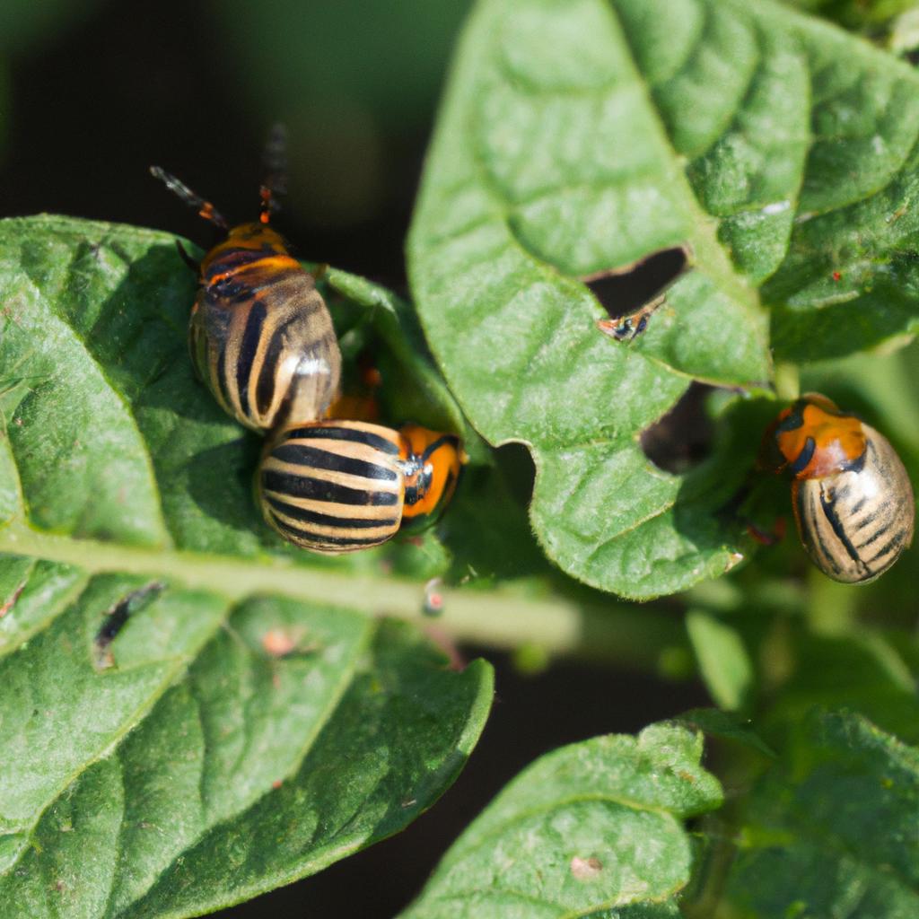 Colorado potato beetles are a common pest affecting potato crops in Utah gardens.