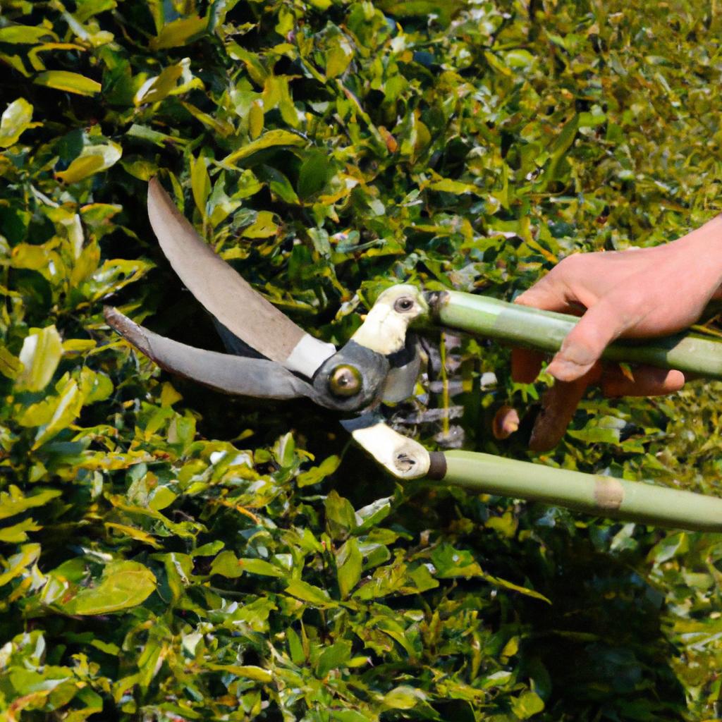 A gardener expertly shapes a hedge using Langenbach pruning shears.