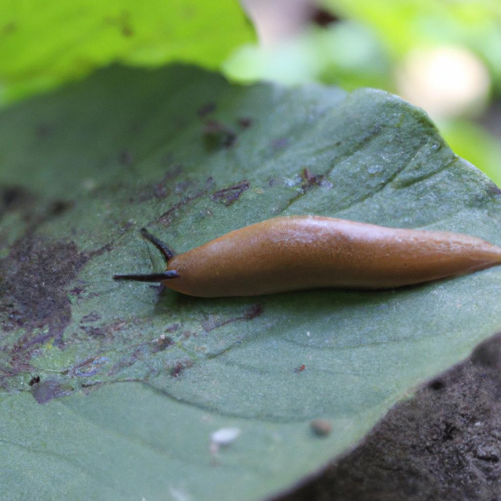 Slugs are common garden pests in Virginia, known for devouring leaves.
