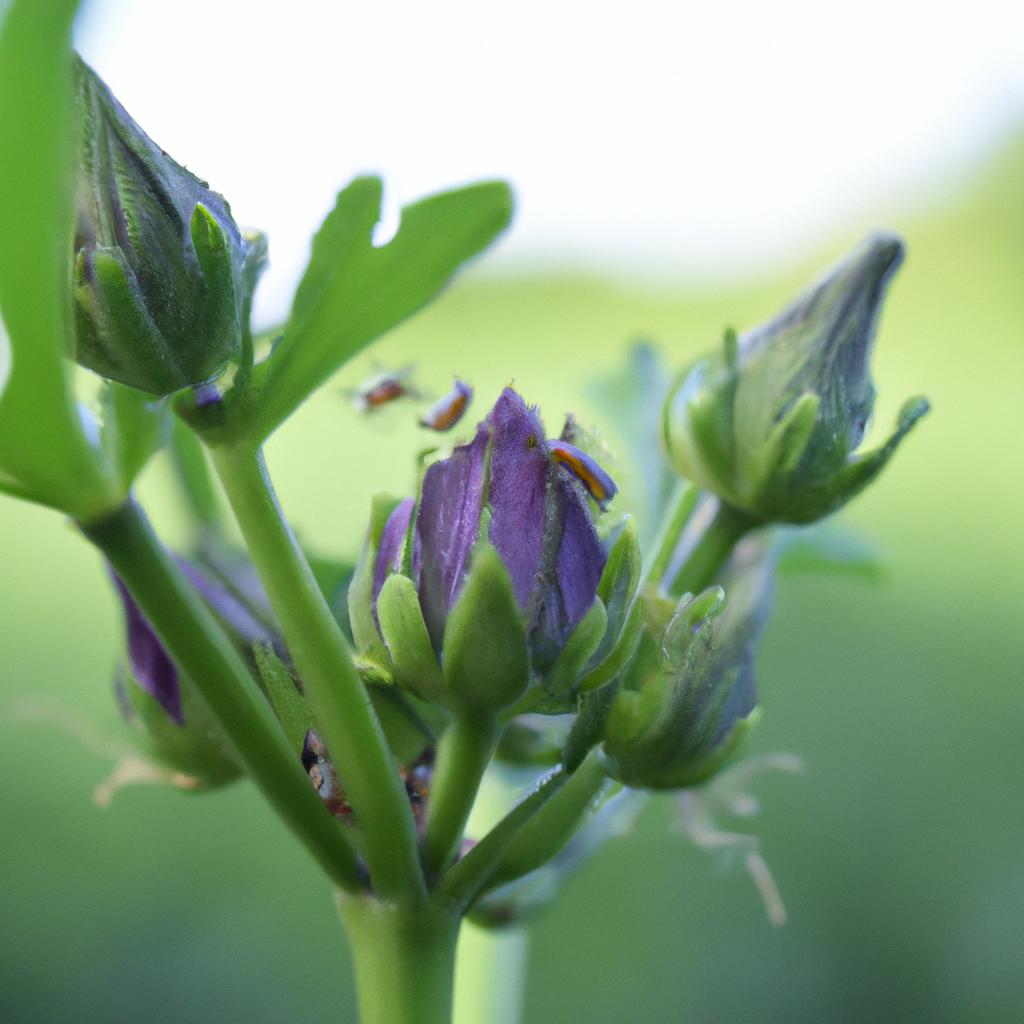 Thrips infestation on a flower bud with noticeable black dots.