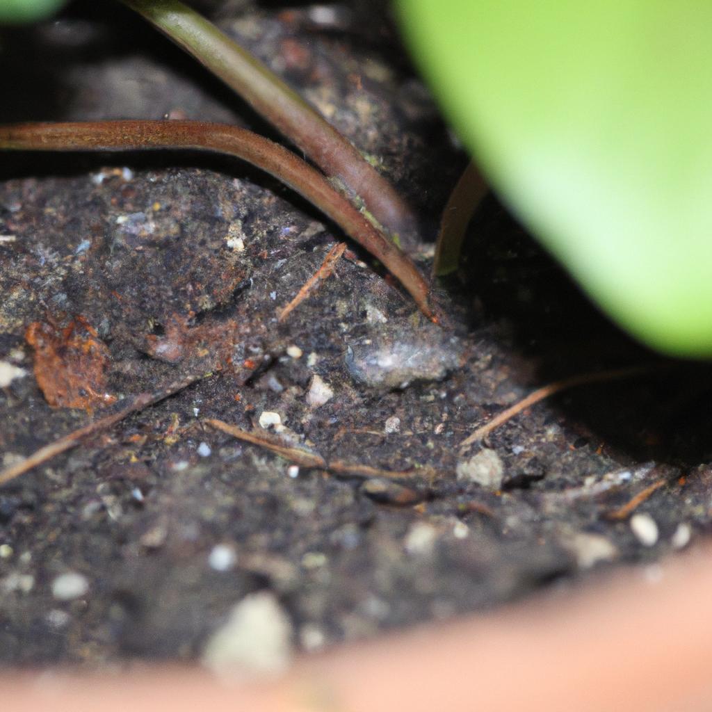 A woodlouse seeking shelter under a potted plant in a UK garden.
