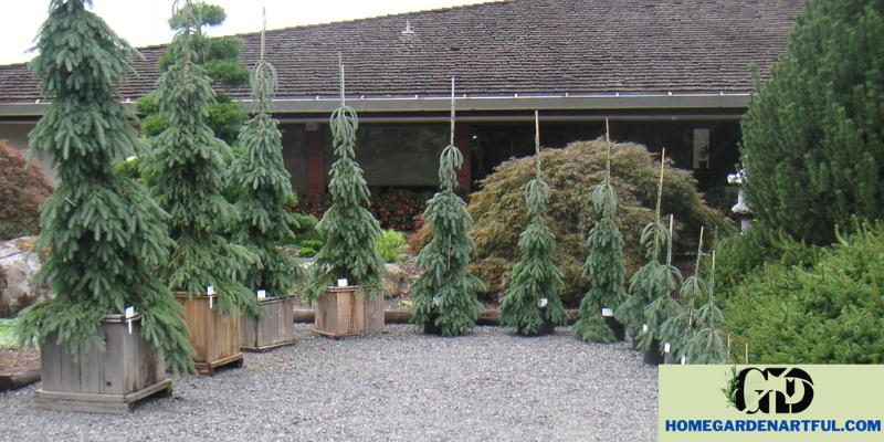 Landscaping with Weeping White Spruce