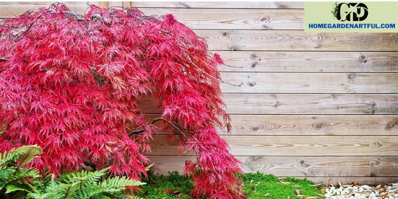 Care and Maintenance of Japanese Maple in Your Garden