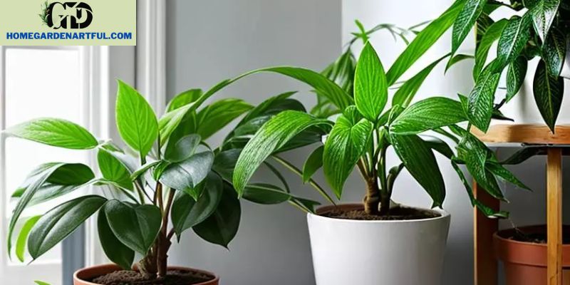 Understanding Your Indoor Plants