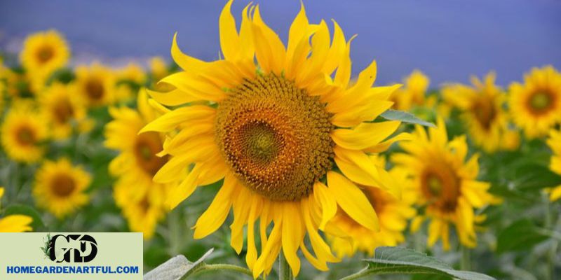 Russian Mammoth Sunflower vs. Other Varieties