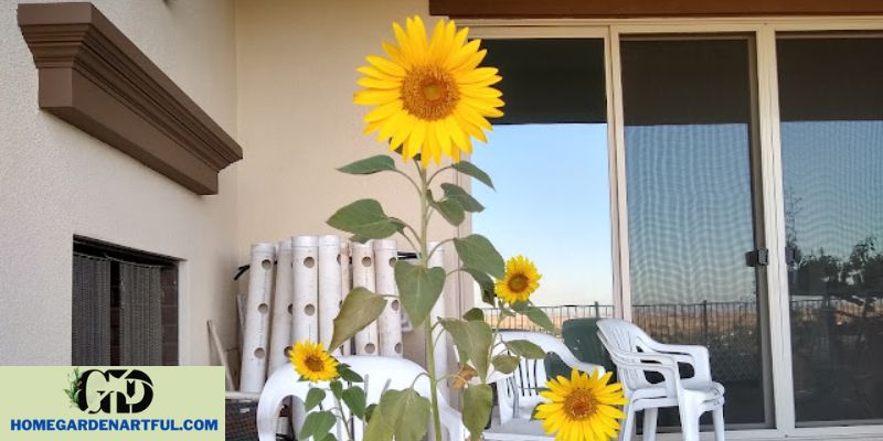 Russian Mammoth Sunflowers in Containers