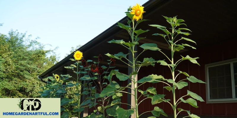 Russian Mammoth Sunflowers in Containers