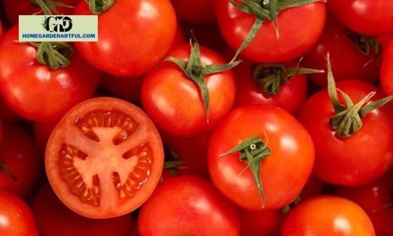 Growing Arkansas Traveler Tomato