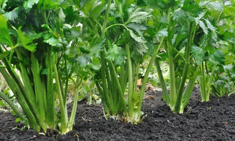 Unveiling the Benefits of Companion Planting for Celery