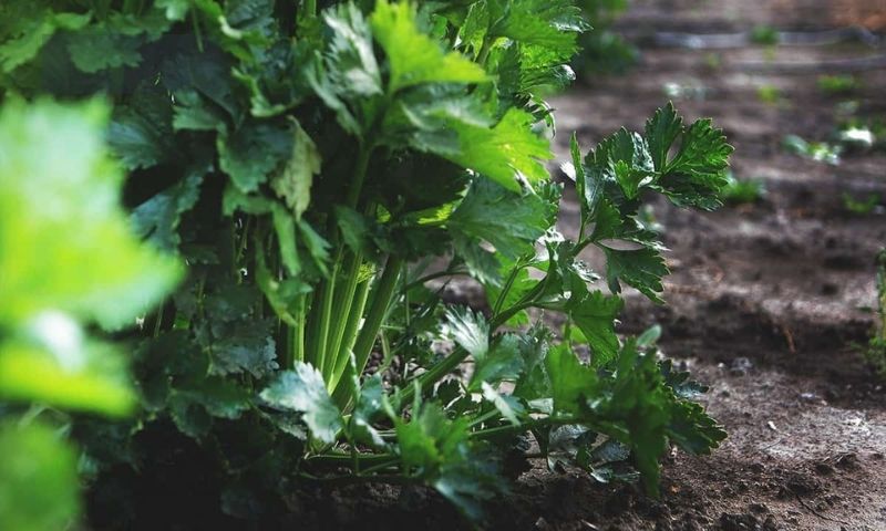 How Celery Benefits from Companion Plants