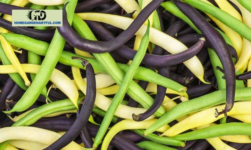 Cooking and Recipes with Purple Green Beans