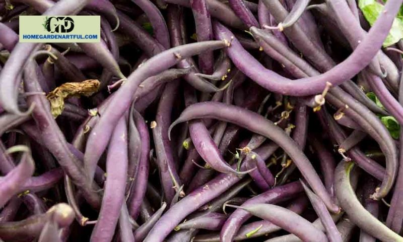 Health Benefits of Purple Green Beans