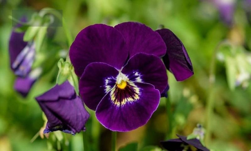 Popular Varieties of Purple Annual Flowers