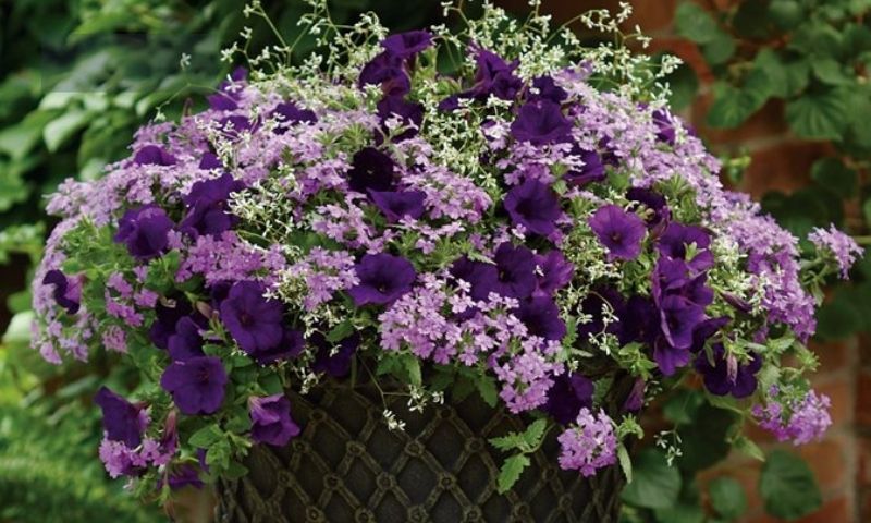 Planting and Caring for Purple Annual Flowers