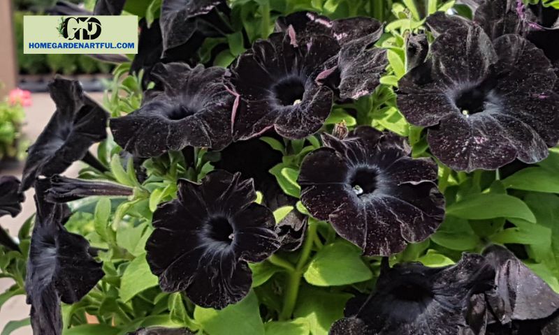 History of Black Velvet Petunias