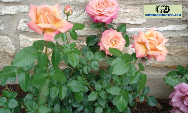 Growing Conditions for the Chicago Peace Rose