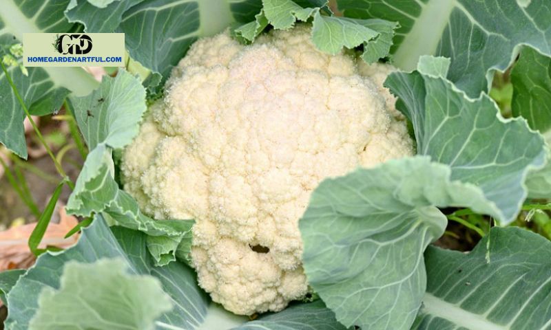 Benefits of Companion Plants for Cauliflower