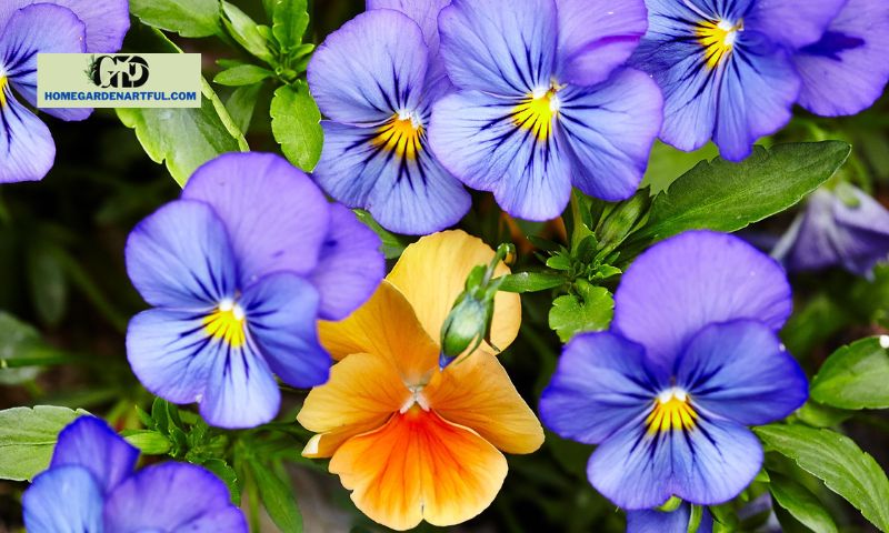 Symbolism of Colors in Pansy Flowers