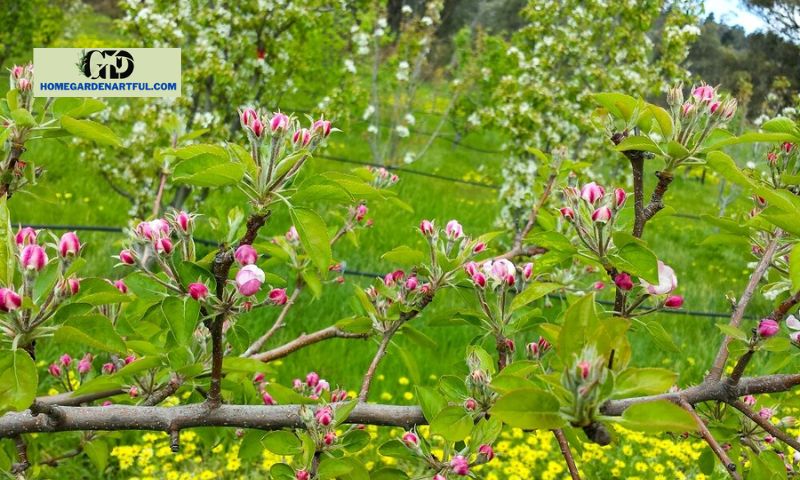 The Importance of Apple Tree Flowers