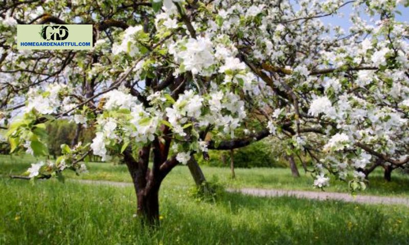Characteristics of Apple Tree Flowers