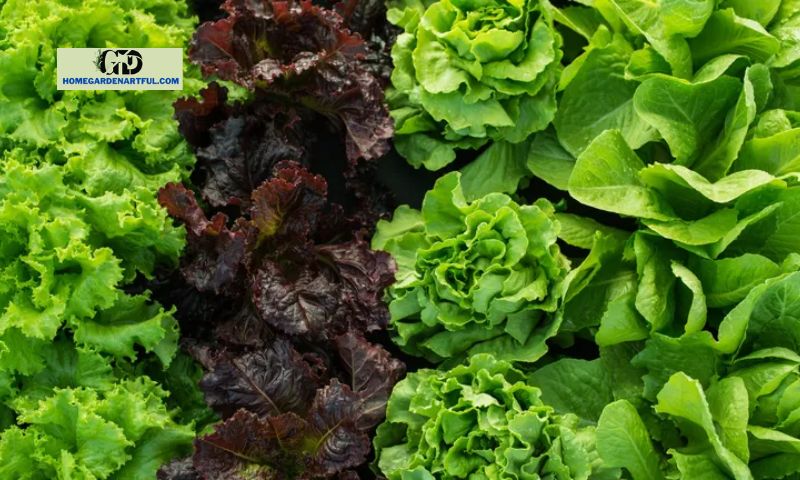 Characteristics and Uses of Each Lettuce Type