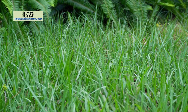 Planting and Maintenance of Argentine Bahia Grass