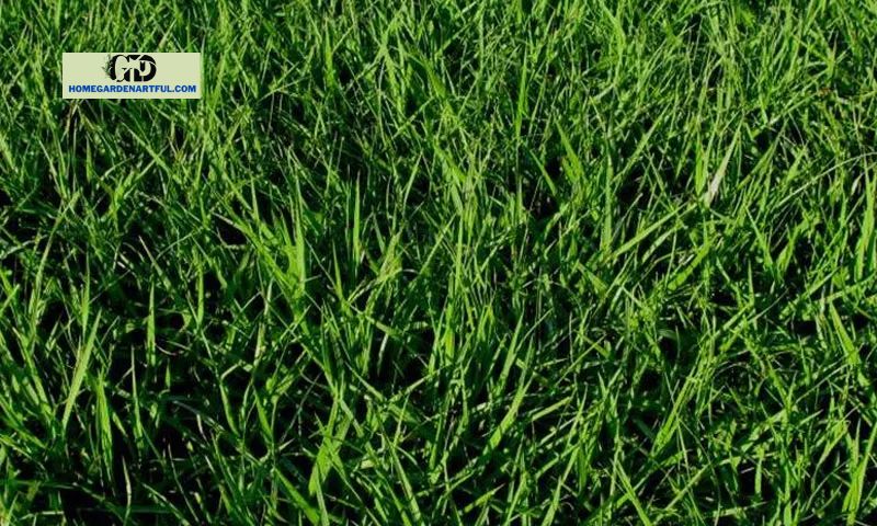 Benefits and Uses of Argentine Bahia Grass