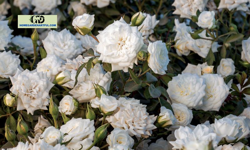 Characteristics of White Drift Roses