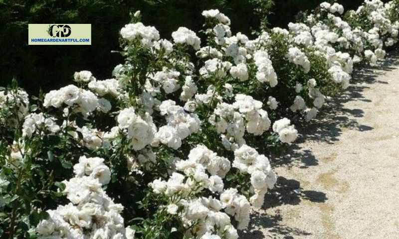 Benefits and Uses of White Drift Roses