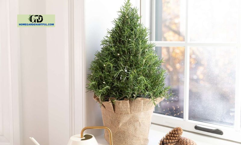 How to Care for a Rosemary Christmas Tree