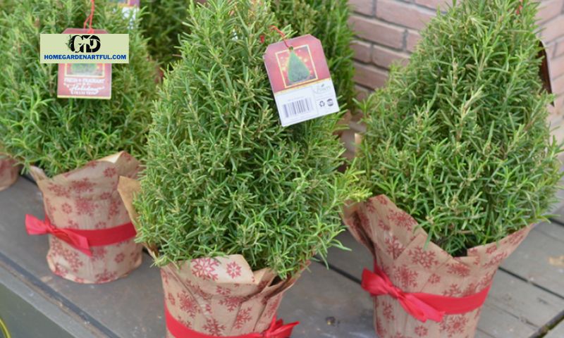 Decorating Ideas for Your Rosemary Christmas Tree