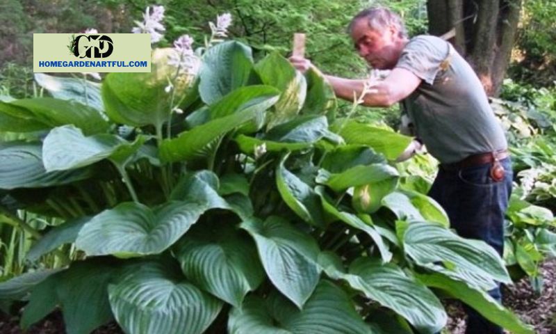 A Brief Overview of the Elephant Ear Hosta Plant