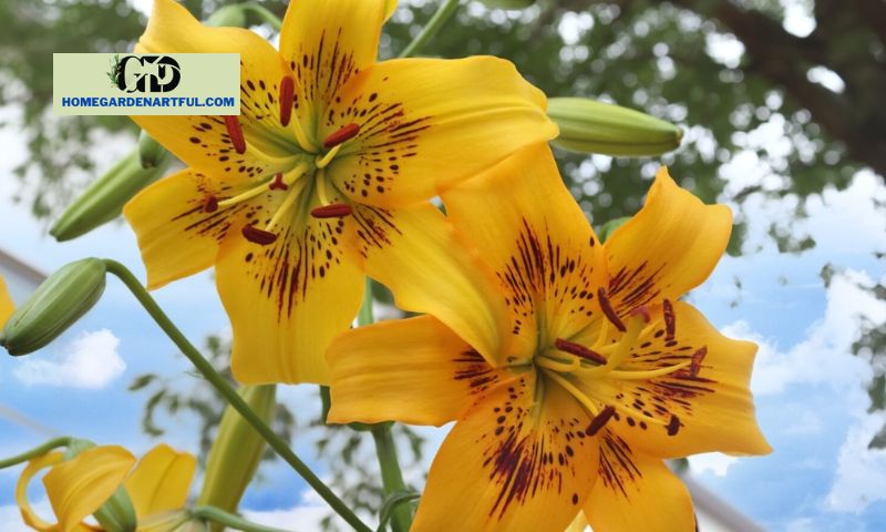 Cultivation and Care for Yellow Lily Flower
