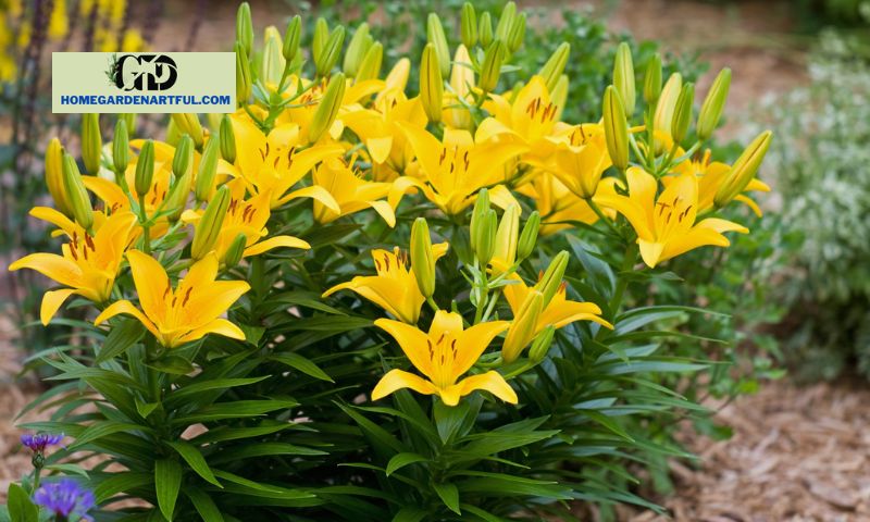 Symbolism and Meaning of Yellow Lily Flower