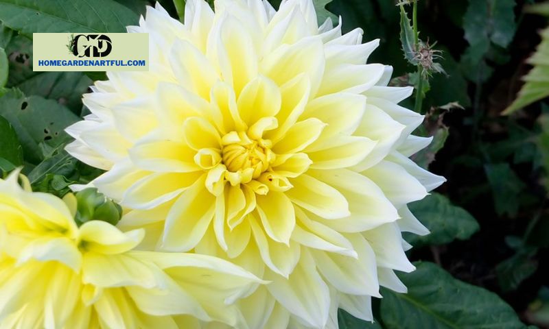 Characteristics and Varieties of White Dahlia Flowers
