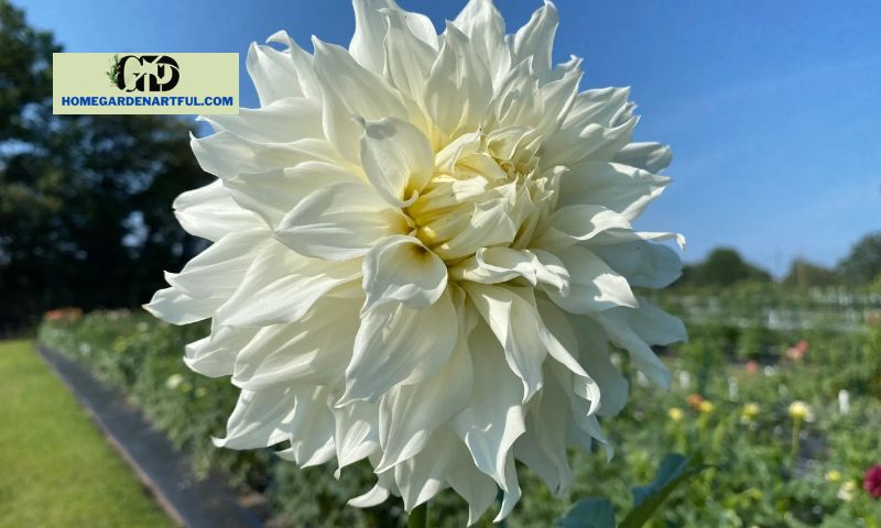Cultivation and Care Tips for White Dahlia Flowers