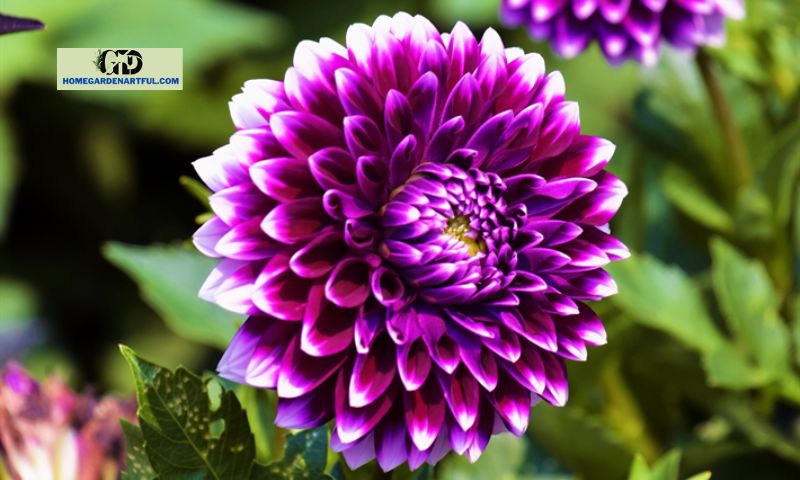 Cultivation and Care of Purple Dahlia Flowers